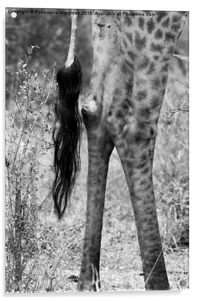  Giraffes tail Acrylic by Petronella Wiegman
