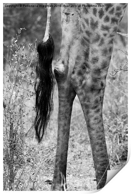  Giraffes tail Print by Petronella Wiegman