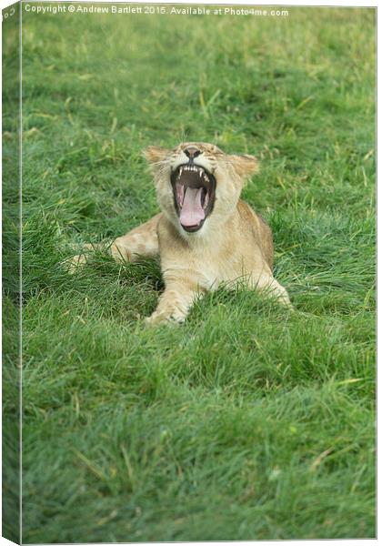  African Lion Cub Yawning Canvas Print by Andrew Bartlett