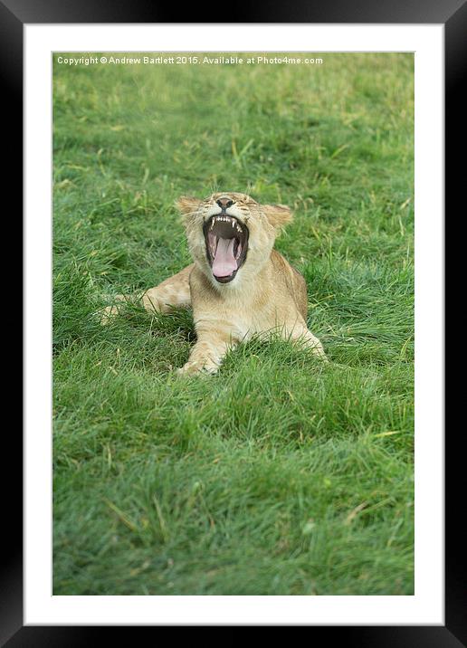  African Lion Cub Yawning Framed Mounted Print by Andrew Bartlett