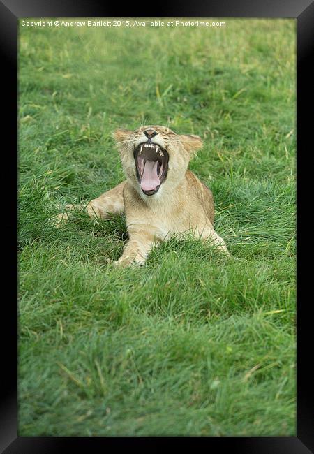  African Lion Cub Yawning Framed Print by Andrew Bartlett