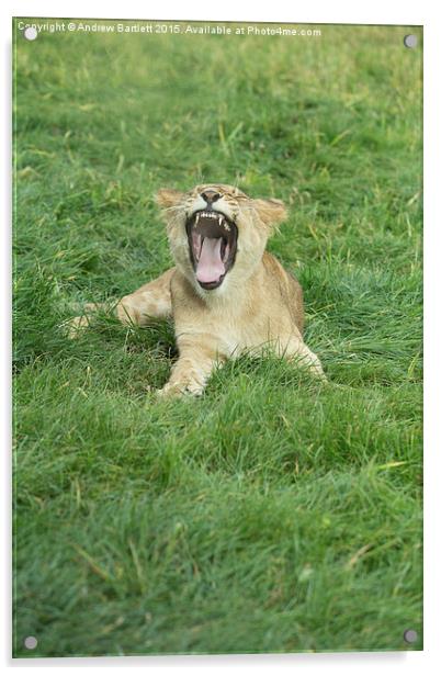  African Lion Cub Yawning Acrylic by Andrew Bartlett