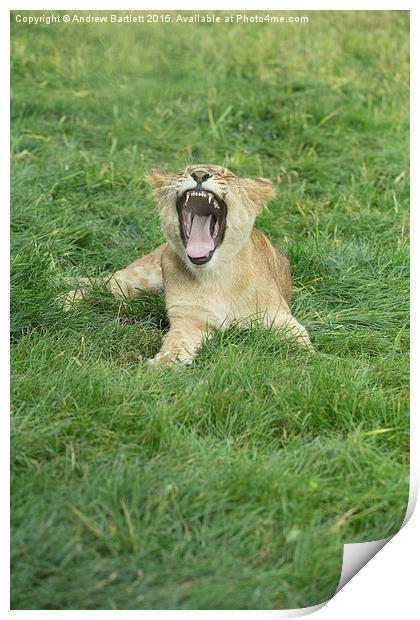  African Lion Cub Yawning Print by Andrew Bartlett
