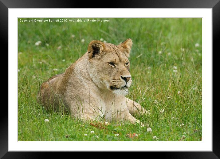  Female African Lion cub Framed Mounted Print by Andrew Bartlett