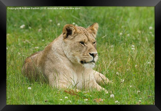  Female African Lion cub Framed Print by Andrew Bartlett