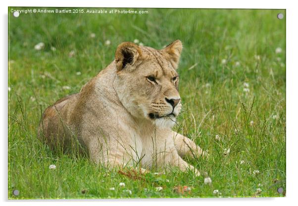  Female African Lion cub Acrylic by Andrew Bartlett