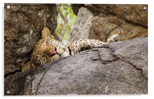  Leopard Acrylic by Petronella Wiegman