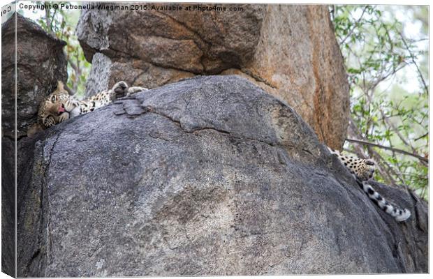  Leopard Canvas Print by Petronella Wiegman