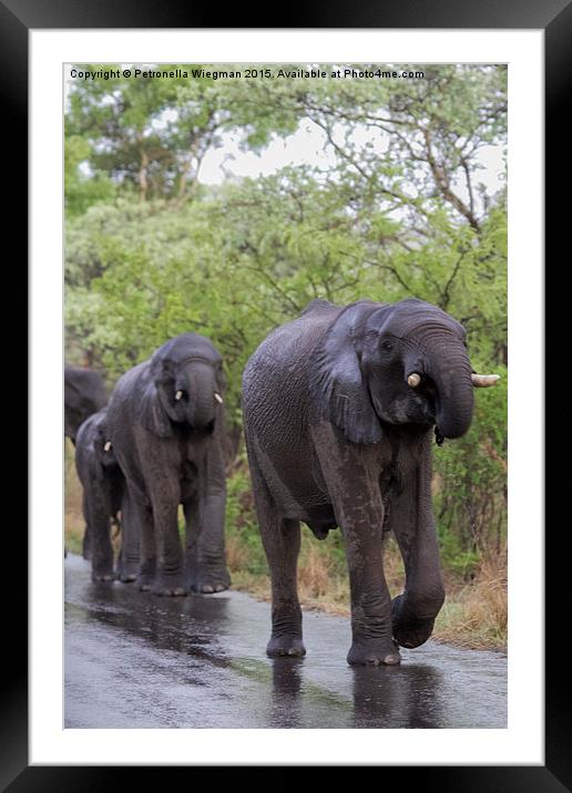 Elephants Framed Mounted Print by Petronella Wiegman