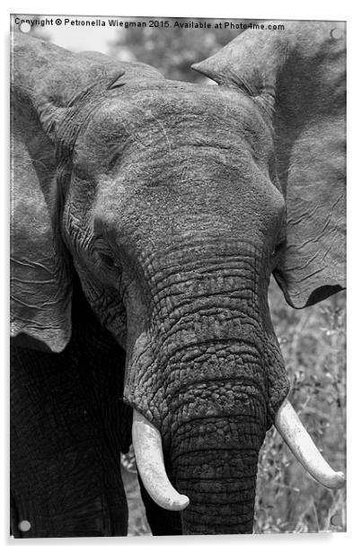 Elephant Acrylic by Petronella Wiegman
