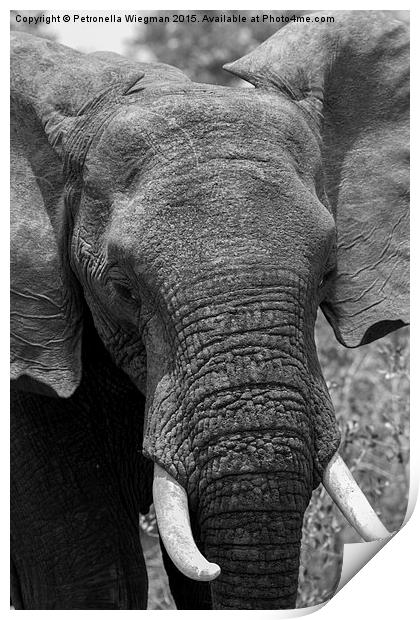  Elephant Print by Petronella Wiegman