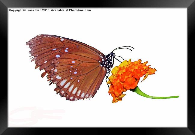  The Oriental Great Eggfly Framed Print by Frank Irwin