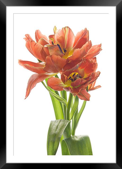 Sweet Tulips Framed Mounted Print by Ann Garrett