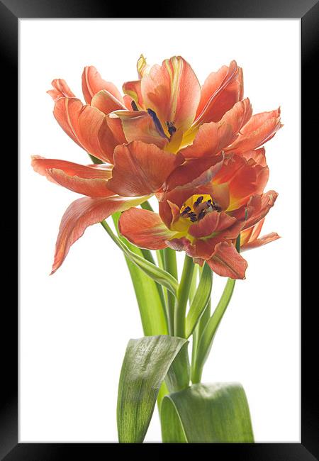 Sweet Tulips Framed Print by Ann Garrett