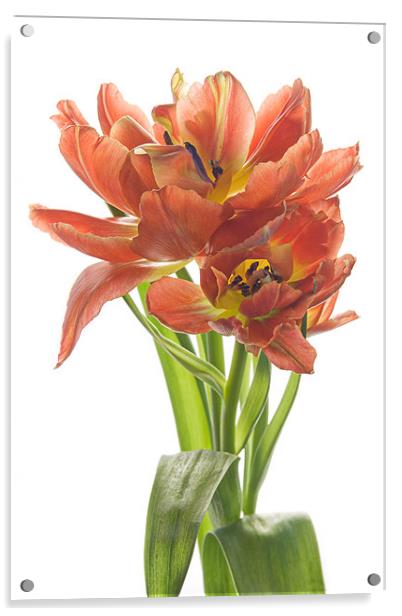 Sweet Tulips Acrylic by Ann Garrett
