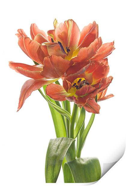 Sweet Tulips Print by Ann Garrett