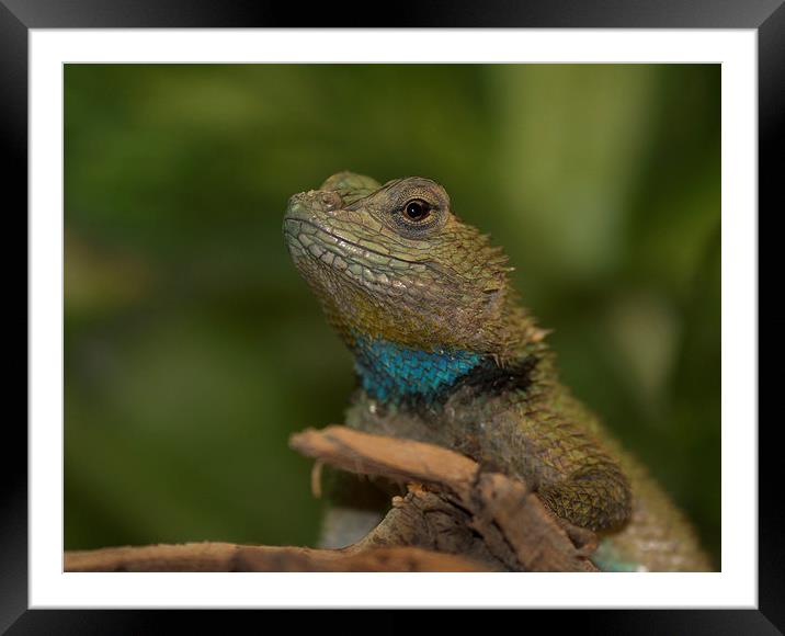  Sceloporus malachiticus 1 Framed Mounted Print by Shawn Jeffries