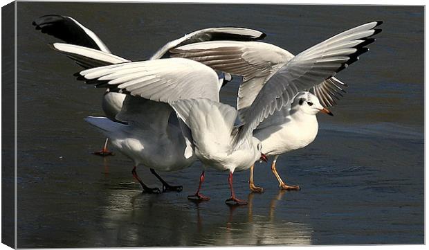 Dancing On Ice Canvas Print by Trevor White