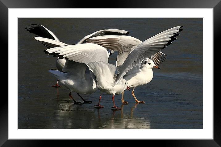 Dancing On Ice Framed Mounted Print by Trevor White