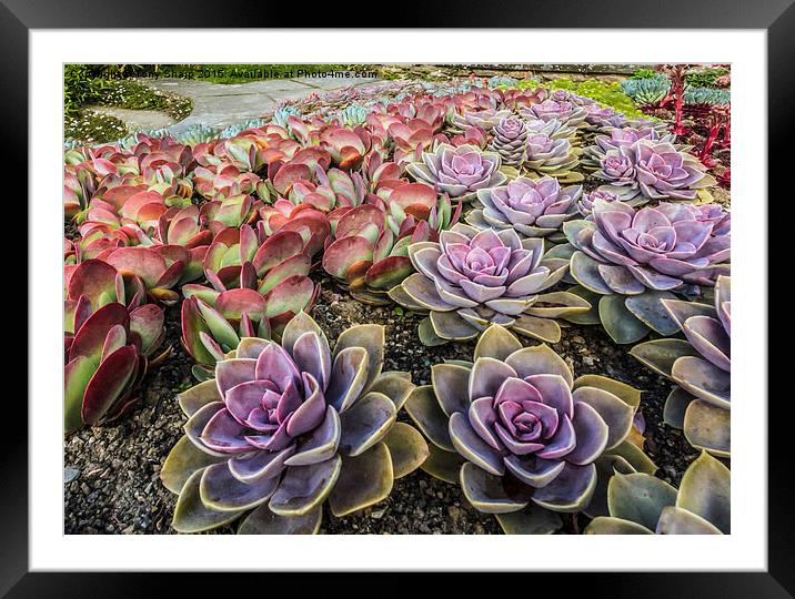  Succulents in a Formal Setting Framed Mounted Print by Tony Sharp LRPS CPAGB