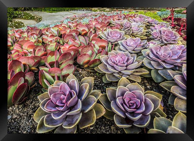  Succulents in a Formal Setting Framed Print by Tony Sharp LRPS CPAGB