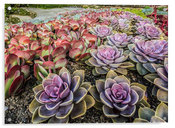  Succulents in a Formal Setting Acrylic by Tony Sharp LRPS CPAGB