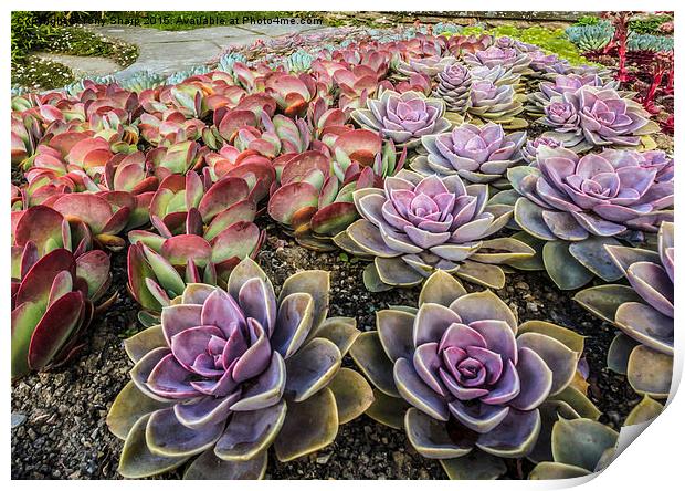  Succulents in a Formal Setting Print by Tony Sharp LRPS CPAGB