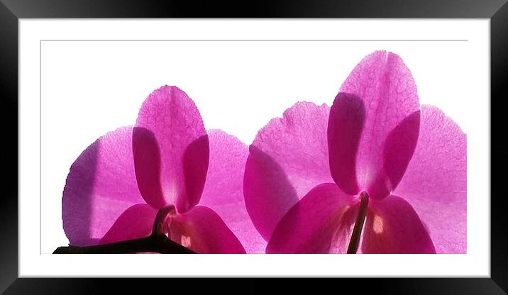  Purple Petals in the rays Framed Mounted Print by Rob Medway