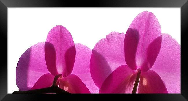  Purple Petals in the rays Framed Print by Rob Medway