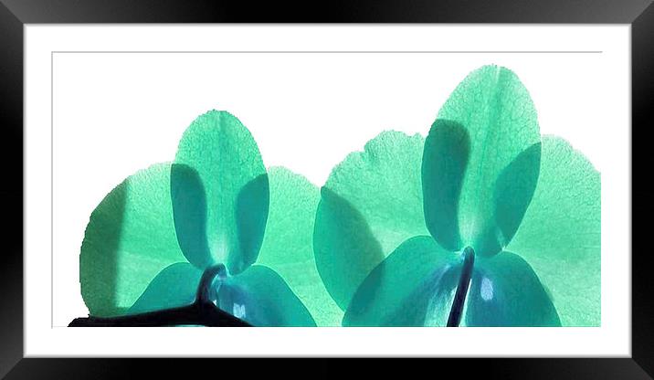  Green petals in the rays Framed Mounted Print by Rob Medway