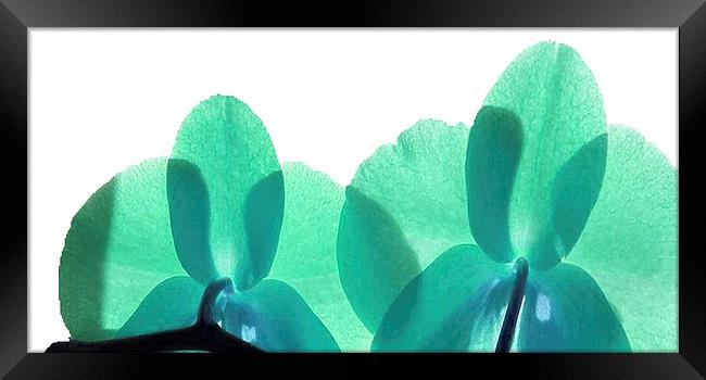  Green petals in the rays Framed Print by Rob Medway