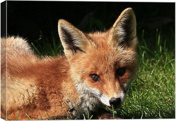 Laying In Wait Canvas Print by Trevor White