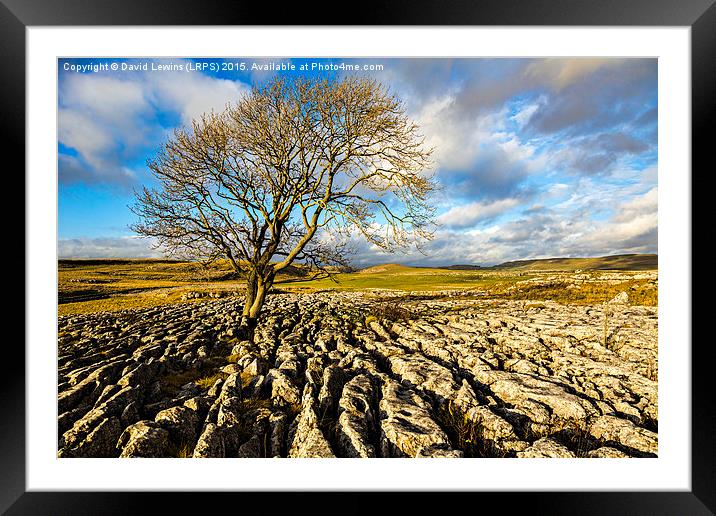 Tree and Limestone Pavement Framed Mounted Print by David Lewins (LRPS)