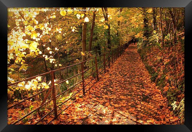  Autumn Walk Framed Print by Jamie Mitchell