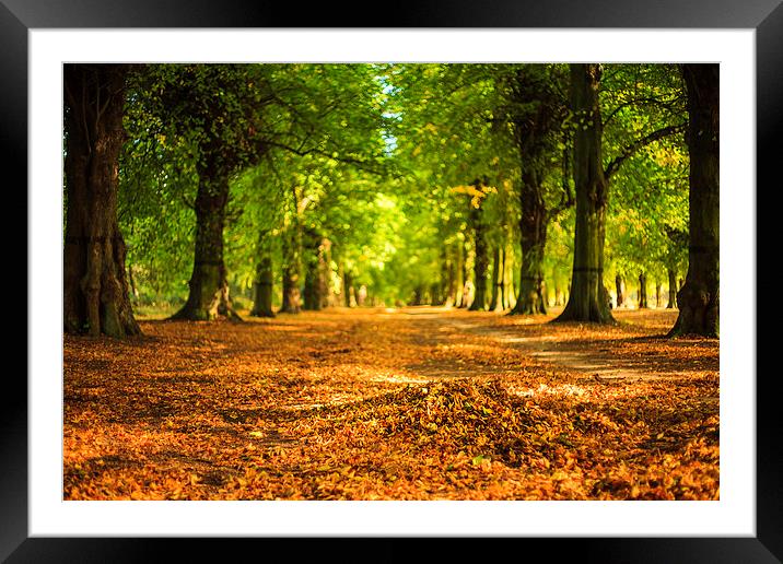 The Majestic Golden Avenue Framed Mounted Print by P D