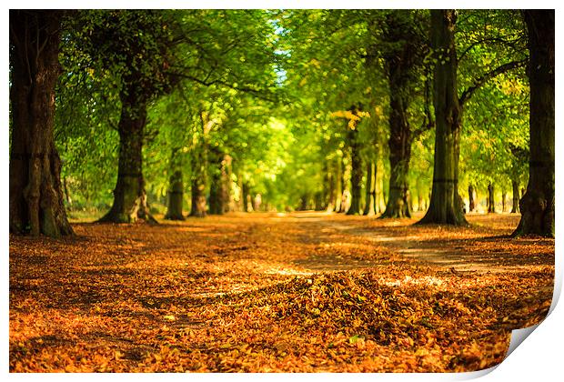 The Majestic Golden Avenue Print by P D
