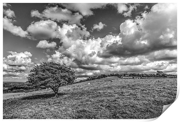 Solitary Downland Tree Print by Malcolm McHugh