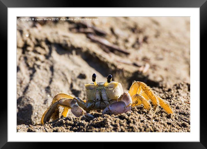 Sand crab searching the beach for food Framed Mounted Print by Jason Wells
