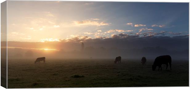  Cows In The Mist Canvas Print by Ian Merton