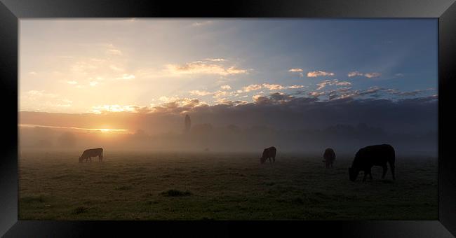  Cows In The Mist Framed Print by Ian Merton