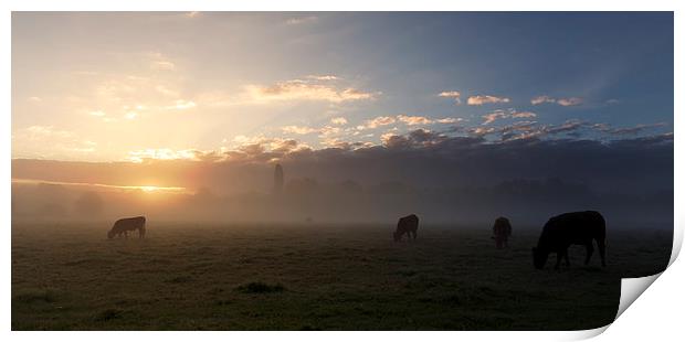  Cows In The Mist Print by Ian Merton