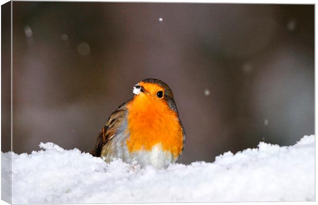  Robin in the Snow Canvas Print by Macrae Images