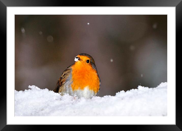 Robin in the Snow Framed Mounted Print by Macrae Images