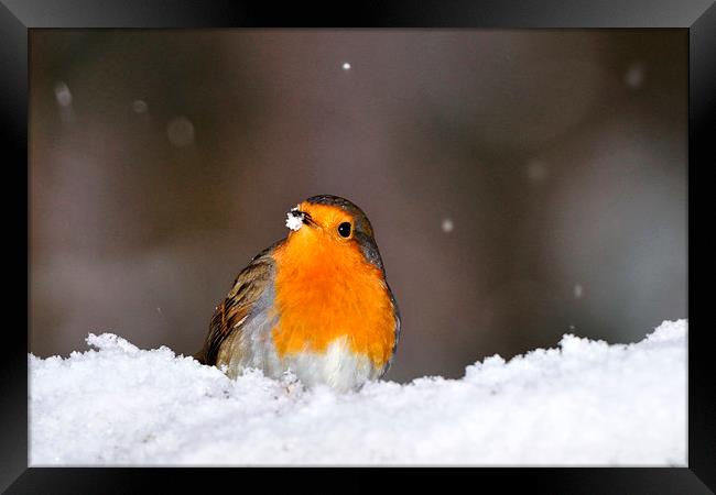  Robin in the Snow Framed Print by Macrae Images