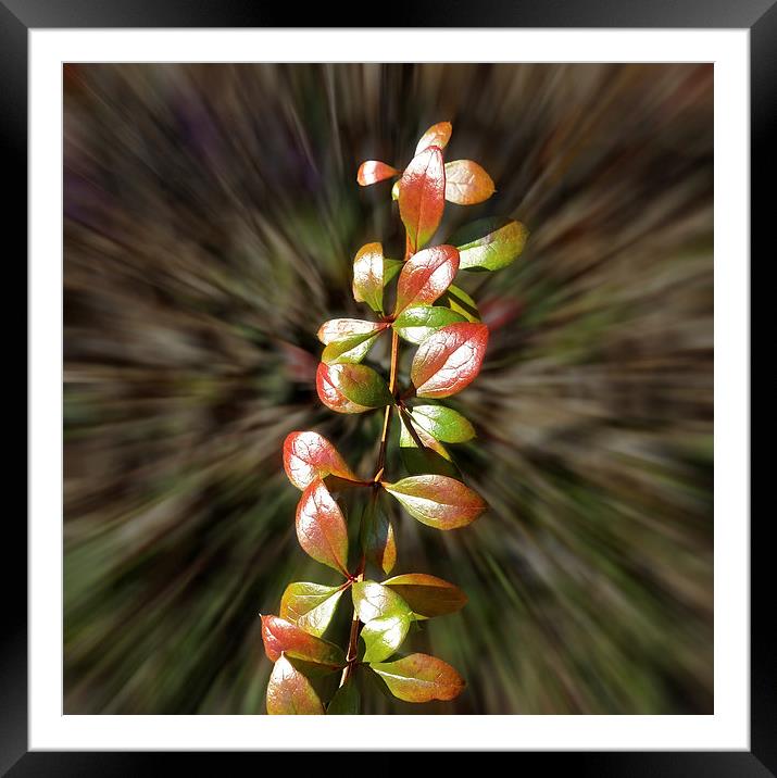  Colors on twig Framed Mounted Print by Marinela Feier
