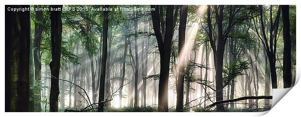 Deep forest morning light Print by Simon Bratt LRPS