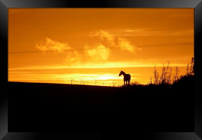  Sunset Horse Framed Print by Jackson Photography