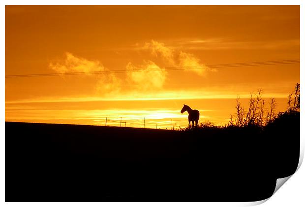  Sunset Horse Print by Jackson Photography