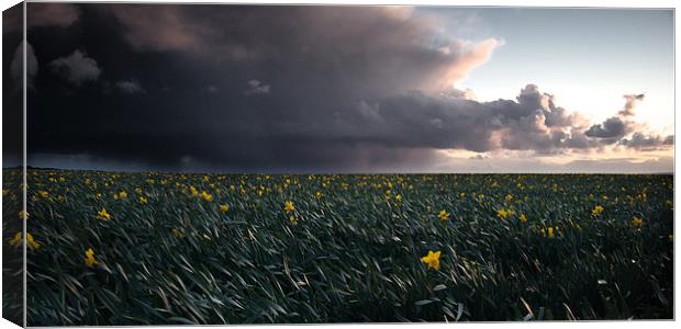 The Porthleven Daffodil Fields Canvas Print by Simon Gladwin