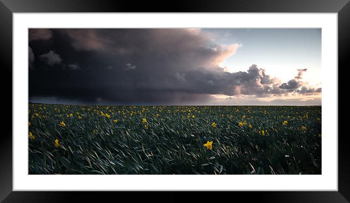 The Porthleven Daffodil Fields Framed Mounted Print by Simon Gladwin